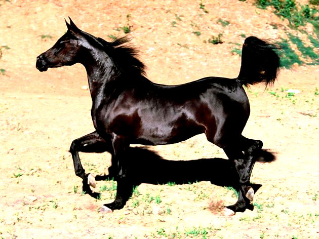 Cavalo: características gerais, alimentação, resumo - Escola Kids