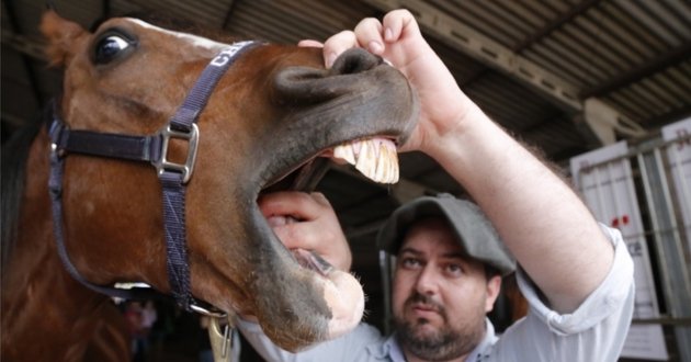a cavalo dado não se olham os dentes
