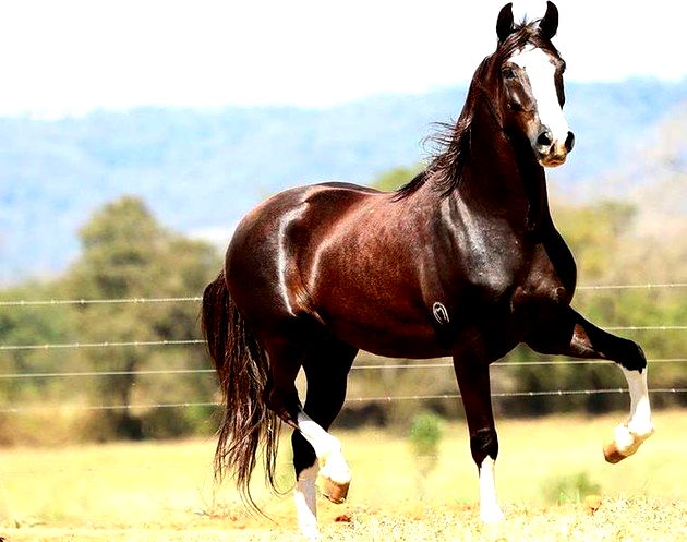 Por que os cavalos são bons para as crianças