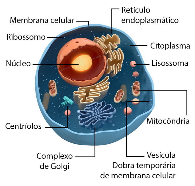 O Que é Célula Ativa Tendência - Notícias De Entretenimento