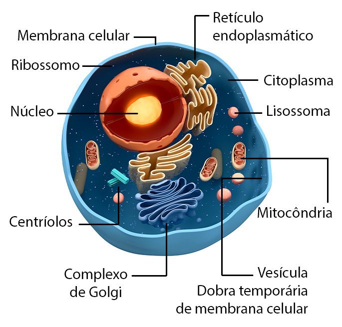O Que é Célula Macroscópica