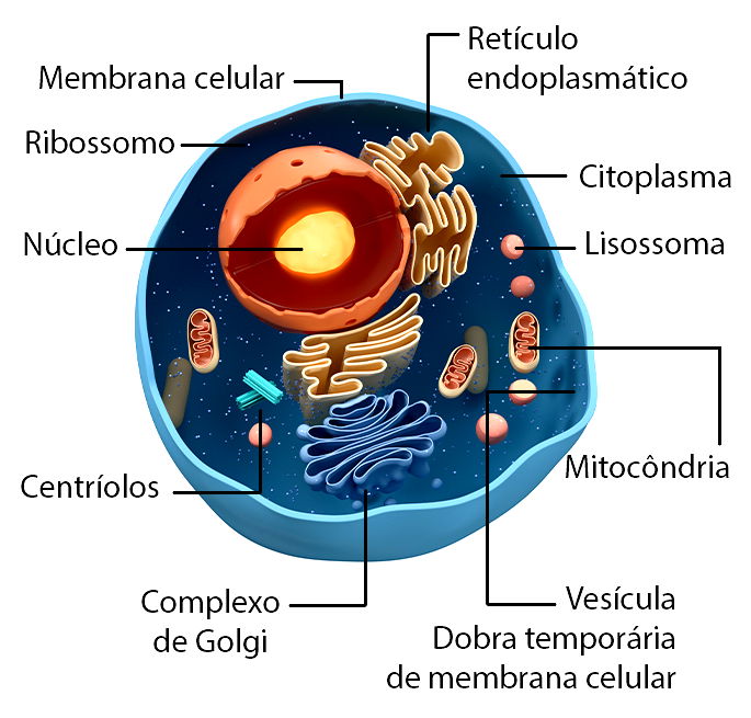 O Que é Celula Indiferenciada