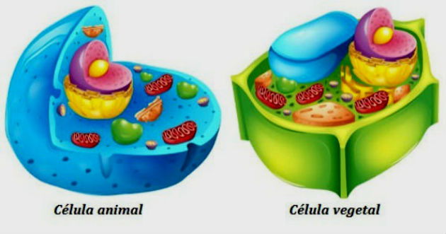 Diferença entre célula animal e vegetal