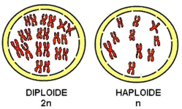 Células haploides e diploides