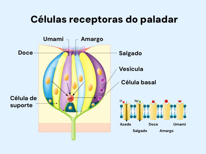 Receptores gustativos da língua - umami