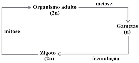 Mitose - Biologia Enem