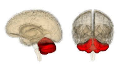 Corte histológico do cerebelo, com suas reentrâncias. Tem uma camada mais interna, em rosa, que é a substância branca. Mais externamente está a substância cinzenta.