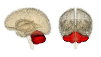 Localização do cerebelo no encéfalo