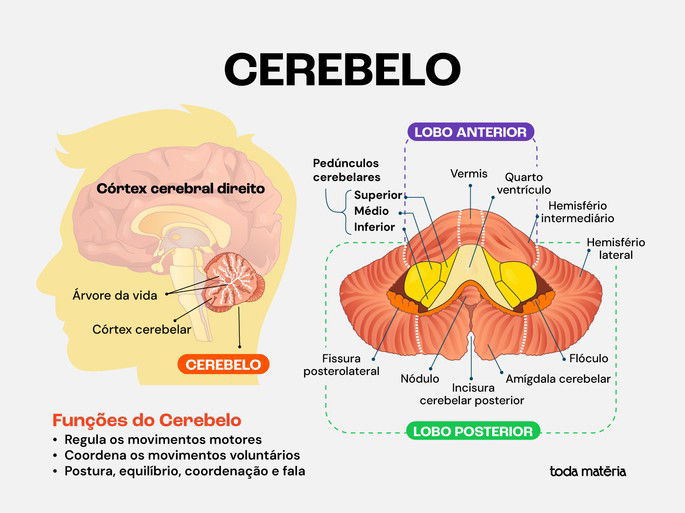 Localização do cerebelo
