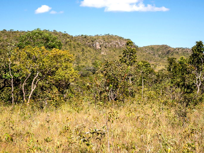 Tipos de vegetação do Brasil - Estudo Prático