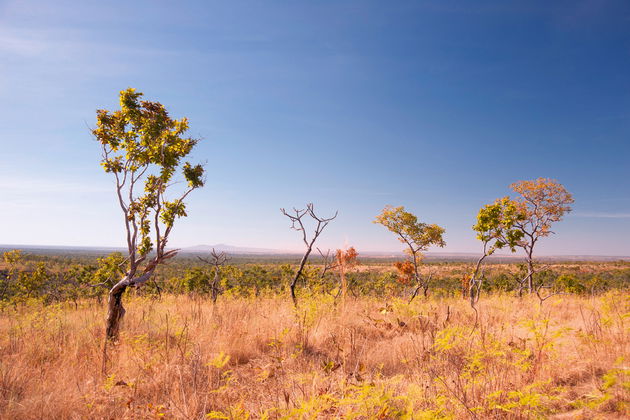 Árvores no Cerrado