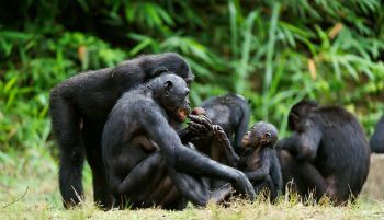 Floresta equatorial: localização e características - Toda ...