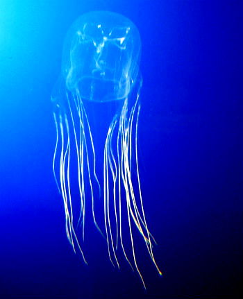 invertebrados cnidarios