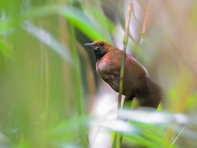 Choca-de-garganta-preta (Clytoctantes atrogularis)