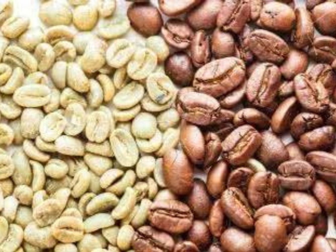 Ciclo do Café