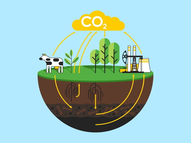 Ciclo do Carbono: ciclo lento, ciclo rápido e ações do homem