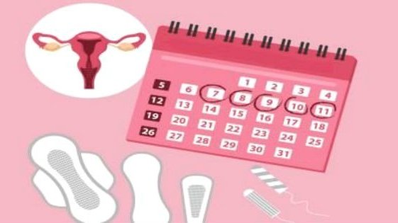 Ciclo menstrual e suas fases - Toda Matéria