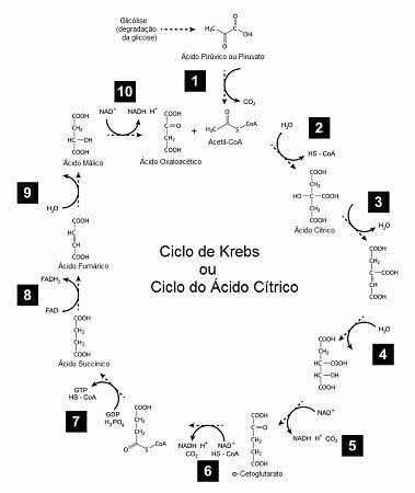 Etapas do Ciclo de Krebs