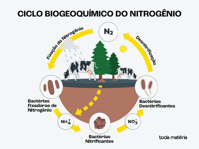 Representação de um ciclo biogeoquímico