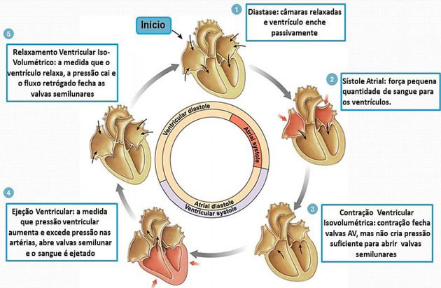 Ciclo Cardíaco: Fases Sístole e Diástole