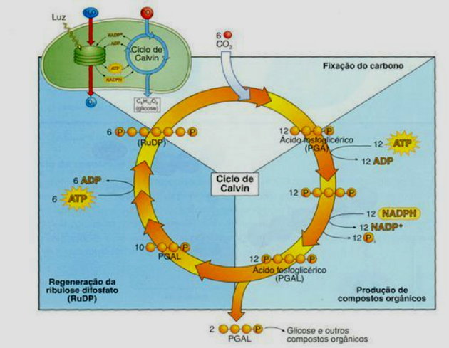 Fotoss ntese O Que Resumo Do Processo E Etapas Toda Mat ria Fotoss ntese O Que Resumo Do Processo E Etapas Toda Mat ria
