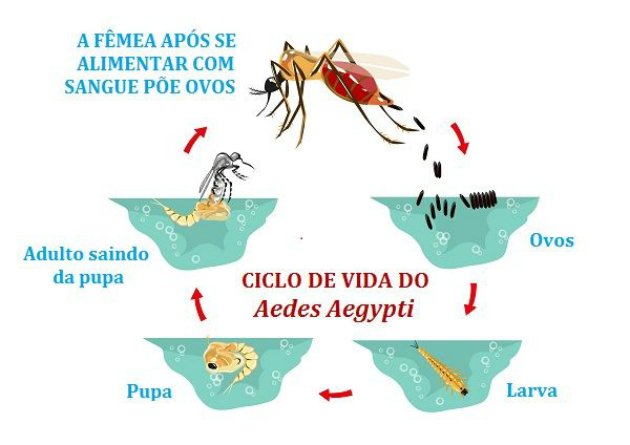 ciclo de vida do Aedes aegypti