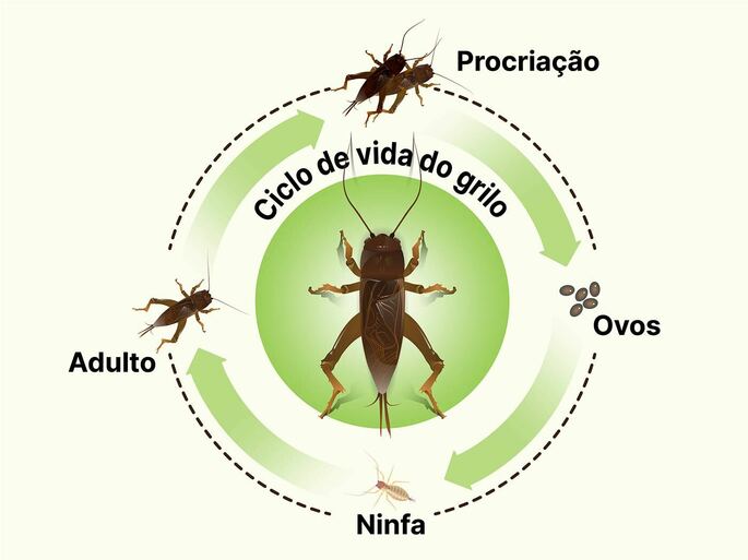 Ciclo de vida dos Grilos - Hemimetábolos