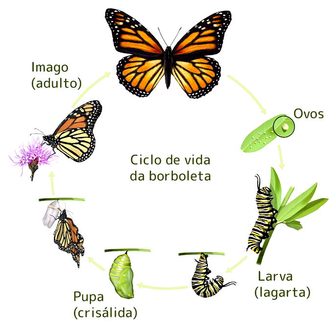 Metamorfose Da Borboleta Entenda O Ciclo Do Ovo à Fase Adulta Toda Matéria 3212