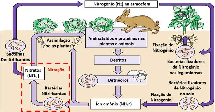 Ciclo do nitrogênio
