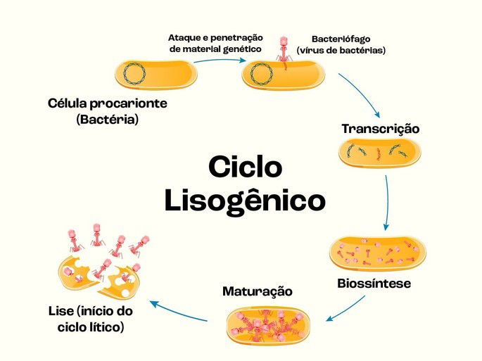 Ciclo Lisogênio / lítico - Vírus