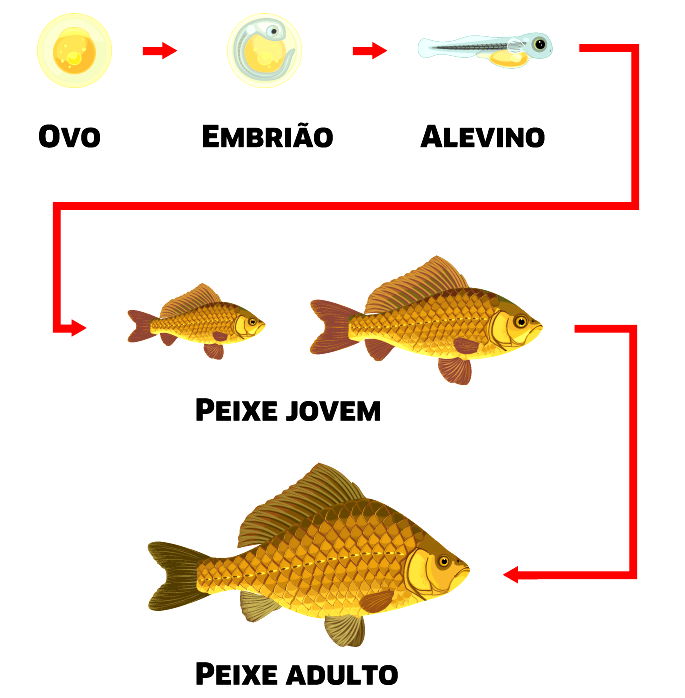 peixes-medio - Português