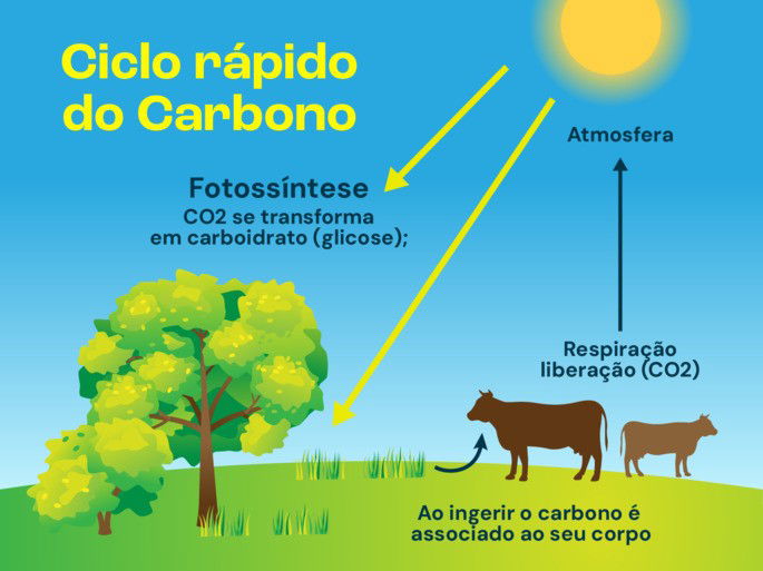 ciclo rápido do carbono