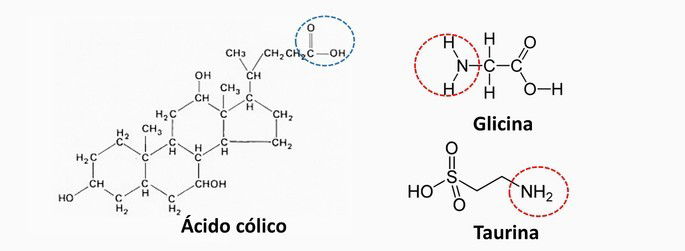 ácido cólico glicina taurina