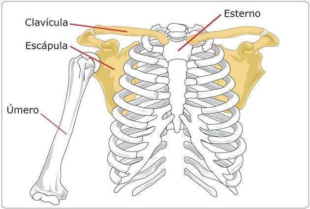 scapular waist bones
