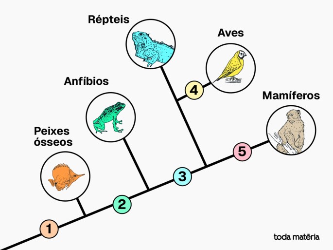 imagem representativa de cladograma do grupo dos vertebrados