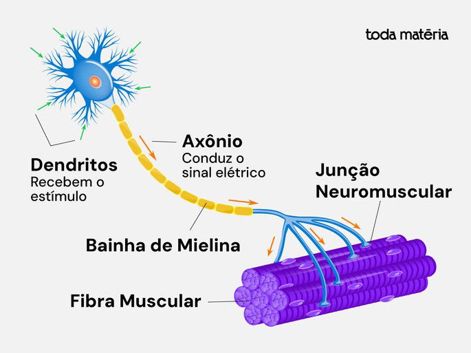 Neurônio Motor