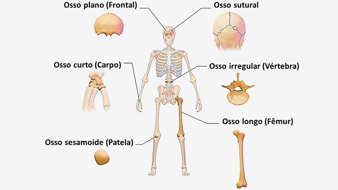Classificação dos ossos do corpo humano e exemplos