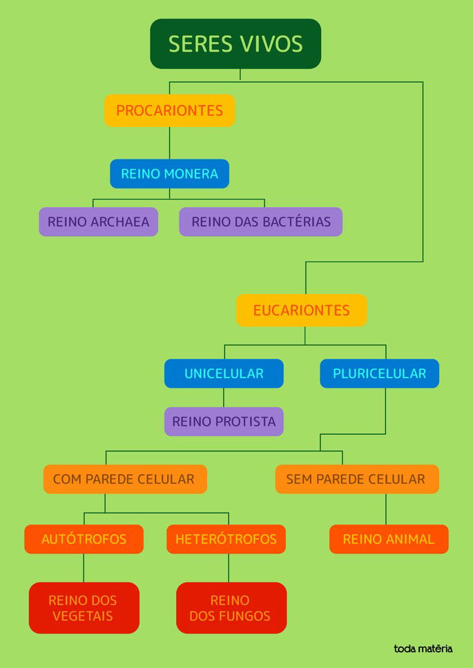 Mapa Mental Taxonomia Classificacao Dos Seres Vivos Resumos Enem Porn The Best Porn Website