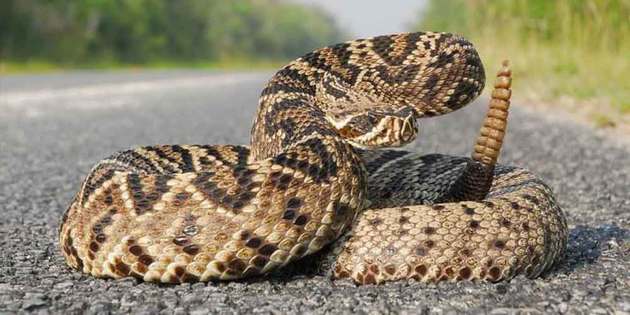 Cobra cascavel (Crotalus sp.)