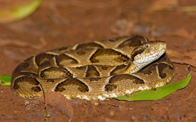 Cobra jararaca (Bothrops sp.)