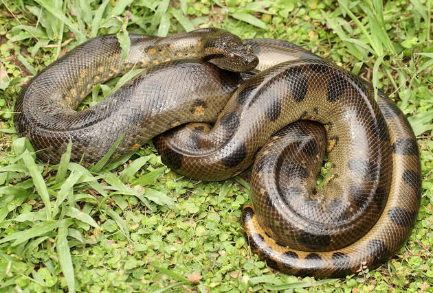 Cobra sucuri (Eunectes murinus)