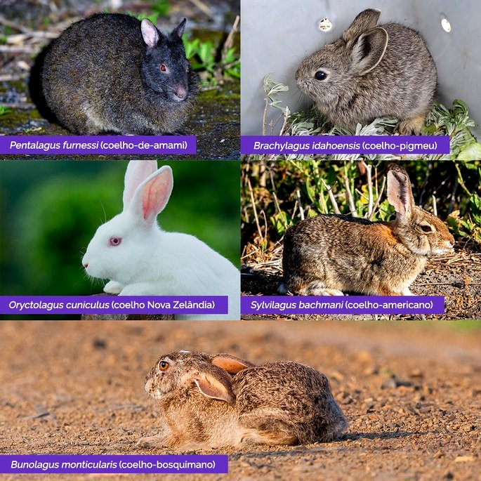 espécies de coelhos