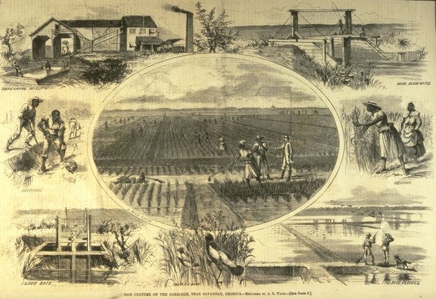 Гравюра с изображением рисовой плантации в южных колониях