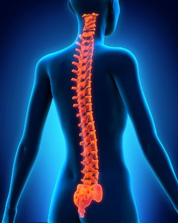 Anatomia da coluna vertebral e a escoliose