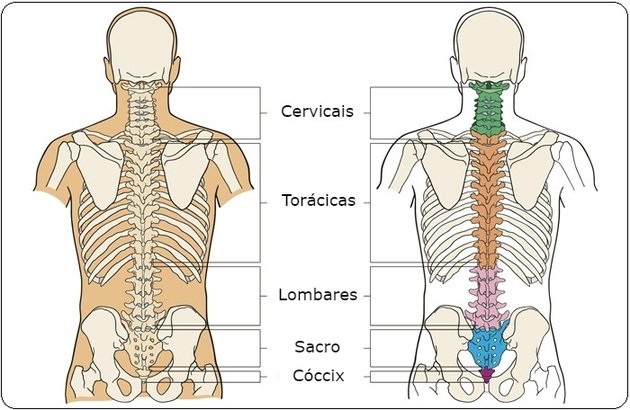 spine bones