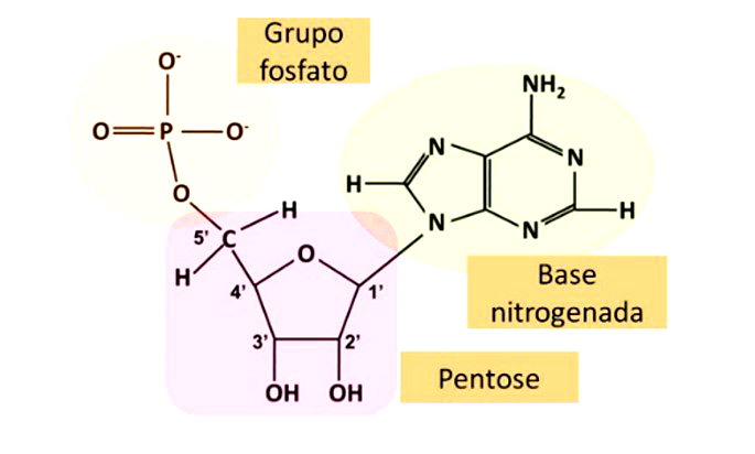 DNA fosfato