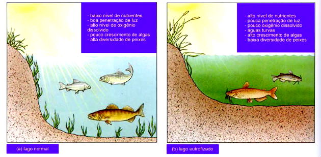 Ecologia - Desequilíbrios Ambientais - Eutrofização e Consequências -  [Médio] - [26 Questões] - Biologia