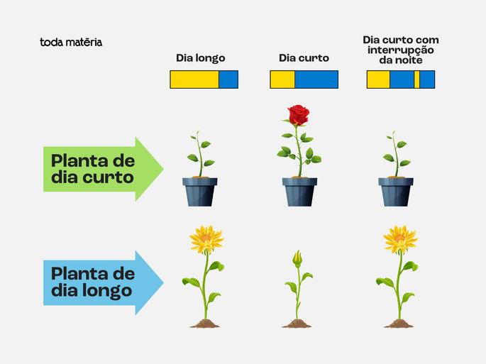 Consequências do fotoperiodismo nas plantas.
