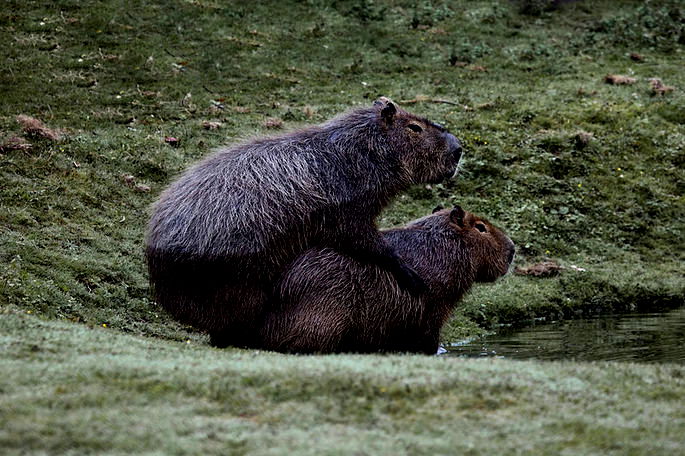 Uma capivarinha do amor pra dize  Capivara, Capivaras, Animais brasileiros