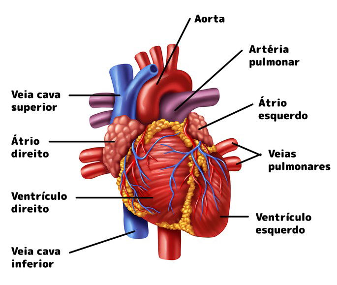 Sistema Cardiovascular